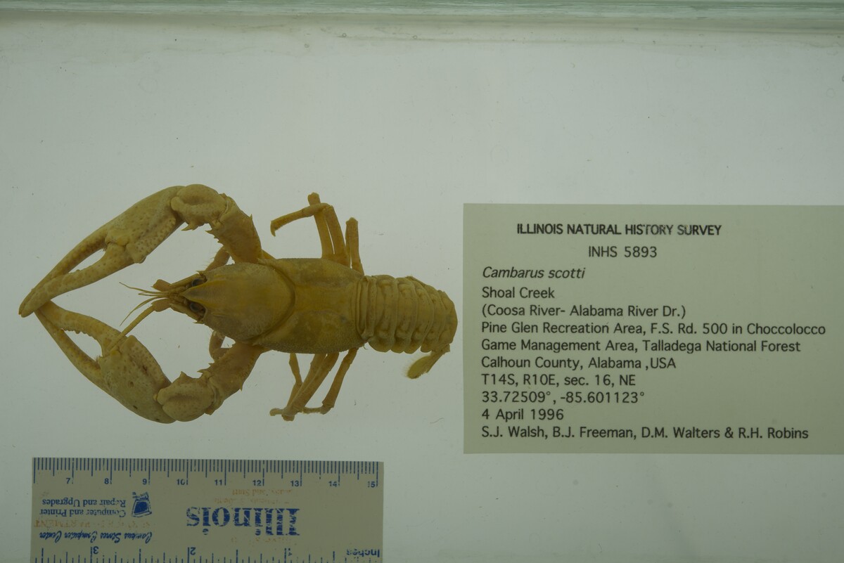 Cambarus scotti image